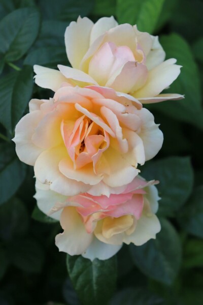 Roos Rosa 'Hansestadt Rostock' struik Rosa 'Hansestadt Rostock' struik