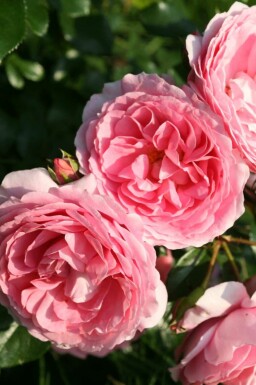 Roos Rosa 'Leonardo da Vinci' struik Rosa 'Leonardo da Vinci' struik