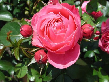 Roos Rosa 'Leonardo da Vinci' struik Rosa 'Leonardo da Vinci' struik