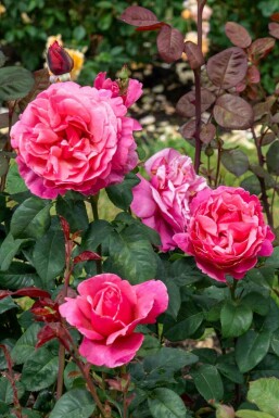 Roos Rosa 'Line Renaud' struik Rosa 'Line Renaud'
