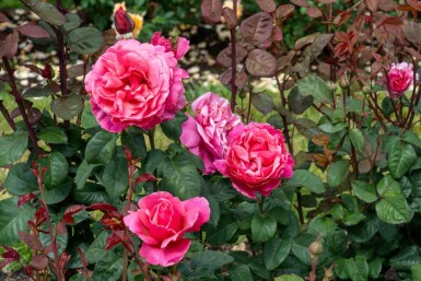 Roos Rosa 'Line Renaud' struik Rosa 'Line Renaud'