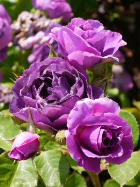 Roos Rosa 'Minerva' struik Rosa 'Minerva' struik