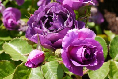 Roos Rosa 'Minerva' struik Rosa 'Minerva' struik