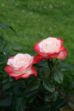 Roos Rosa 'Nostalgie' struik Rosa 'Nostalgie' struik