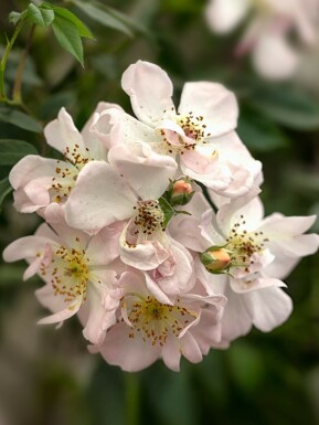 Roos Rosa 'Open Arms' struik Rosa 'Open Arms' struik