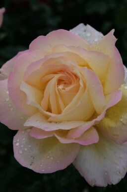 Gele roos Rosa 'Peace' struik Rosa 'Peace' struik