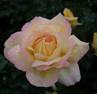 Gele roos Rosa 'Peace' struik Rosa 'Peace' struik