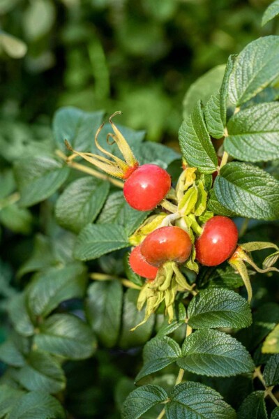 Rimpelroos Rosa rugosa struik Rosa rugosa struik