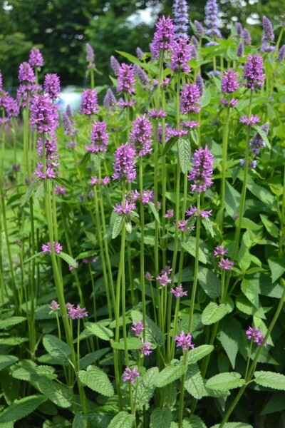 Andoorn Stachys monieri 'Hummelo' 10-15 Pot C2 Stachys monieri 'Hummelo'