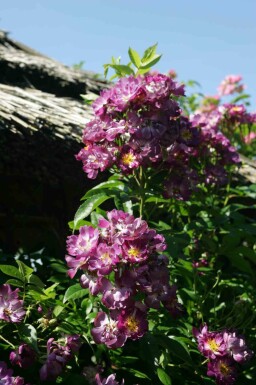 Klimroos Rosa 'Veilchenblau' struik Rosa 'Veilchenblau' struik