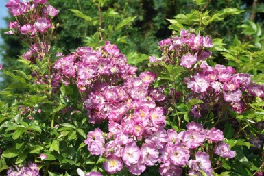 Klimroos Rosa 'Veilchenblau' struik Rosa 'Veilchenblau' struik