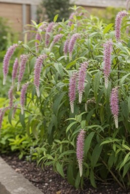 Rostrinucula dependens struik