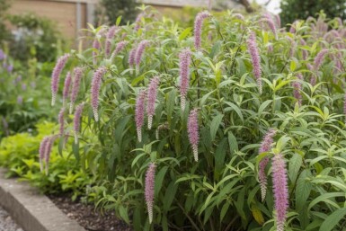 Rostrinucula dependens struik