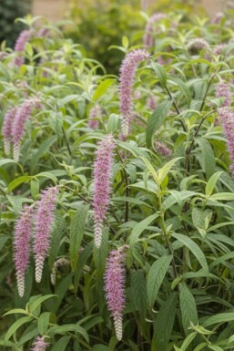 Rostrinucula dependens struik