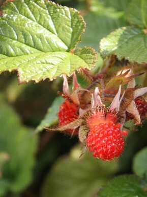 Rubus tricolor