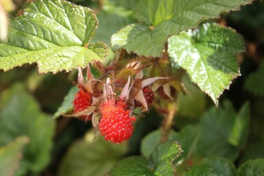 Chinese braam Rubus tricolor struik Rubus tricolor