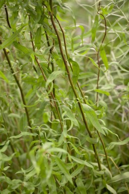 Kronkelwilg Salix babylonica 'Tortuosa' struik Salix babylonica 'Tortuosa' struik