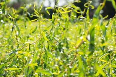 Kronkelwilg Salix babylonica 'Tortuosa' struik Salix babylonica 'Tortuosa' struik