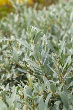 Salix helvetica