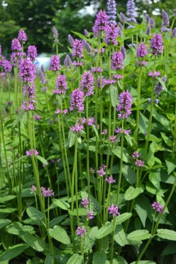 Andoorn Stachys monieri 'Hummelo' 5-10 Pot P9