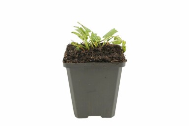 Andoorn Stachys monieri 'Hummelo' 5-10 Pot P9 Stachys monieri 'Hummelo'