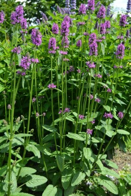 Andoorn Stachys monieri 'Hummelo' 5-10 Pot P9 Stachys monieri 'Hummelo'