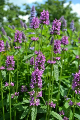 Andoorn Stachys monieri 'Hummelo' 5-10 Pot P9