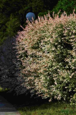 Salix integra 'Flamingo'