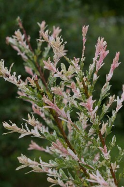 Bonte wilg Salix integra 'Flamingo' struik Salix integra 'Flamingo' struik