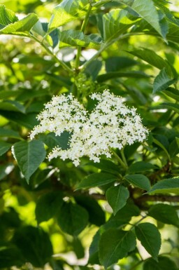 Vlier Sambucus nigra struik Sambucus nigra struik