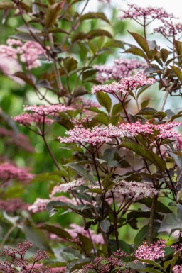 Sambucus nigra 'Black Beauty'