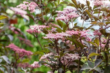Sambucus nigra 'Black Beauty'