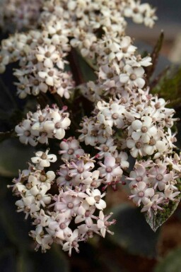 Vlierbes Sambucus nigra 'Black Tower' struik Sambucus nigra 'Black Tower' struik