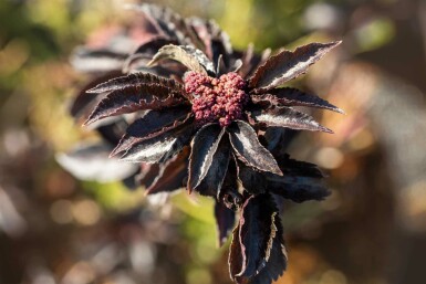 Vlierbes Sambucus nigra 'Black Tower' struik Sambucus nigra 'Black Tower' struik