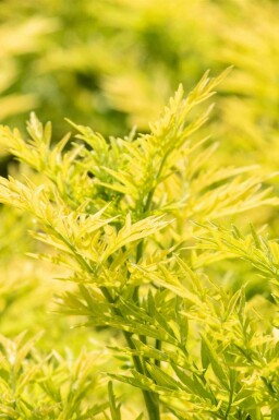 Gewone vlier Sambucus nigra 'Golden Tower' struik Sambucus nigra 'Golden Tower' struik