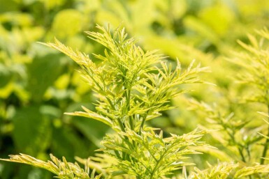 Gewone vlier Sambucus nigra 'Golden Tower' struik Sambucus nigra 'Golden Tower' struik