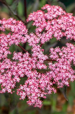 Sambucus nigra 'Thundercloud'
