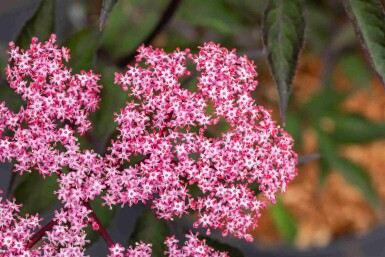 Sambucus nigra 'Thundercloud'