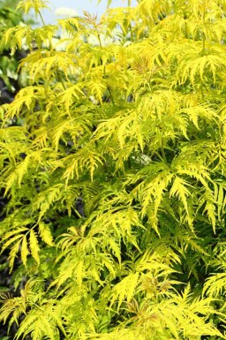 Sambucus racemosa 'Plumosa Aurea'