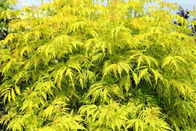 Sambucus racemosa 'Plumosa Aurea'