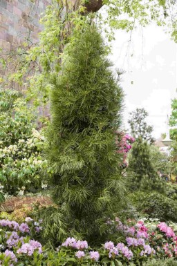 Japanse parasolden Sciadopitys verticillata struik Sciadopitys verticillata struik