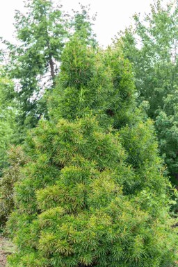 Japanse parasolden Sciadopitys verticillata struik Sciadopitys verticillata struik