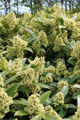 Skimmia Skimmia confusa 'Kew Green' struik Skimmia confusa 'Kew Green'