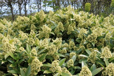 Skimmia Skimmia confusa 'Kew Green' struik Skimmia confusa 'Kew Green'