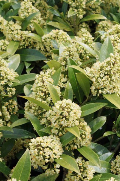 Skimmia japonica 'Finchy'