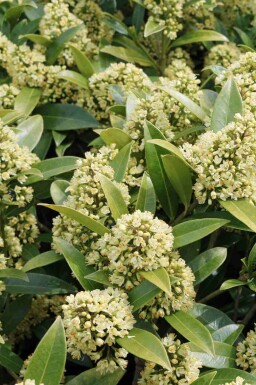 Skimmia Skimmia japonica 'Finchy' struik Skimmia japonica 'Finchy' struik