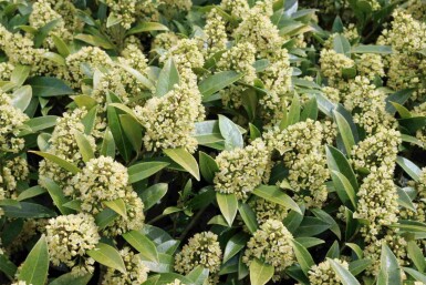 Skimmia Skimmia japonica 'Finchy' struik Skimmia japonica 'Finchy' struik
