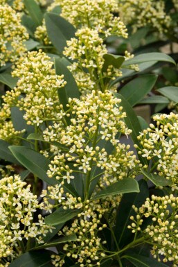 Skimmia Skimmia japonica 'Marlot' struik Skimmia japonica 'Marlot' struik