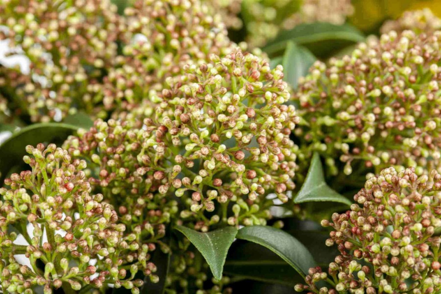 Skimmia Skimmia japonica 'Marlot' struik Skimmia japonica 'Marlot' struik