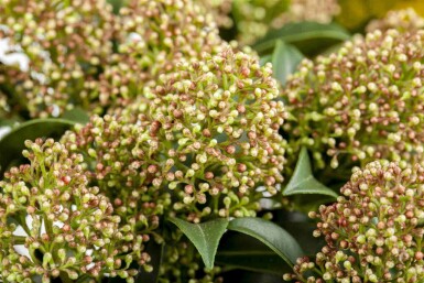 Skimmia Skimmia japonica 'Marlot' struik Skimmia japonica 'Marlot' struik